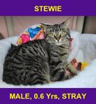 STEWIE