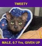 TWEETY