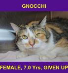 GNOCCHI