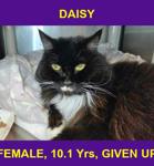 DAISY