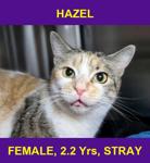 HAZEL