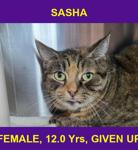 SASHA