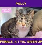 POLLY