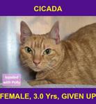 CICADA