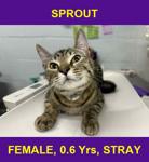 SPROUT