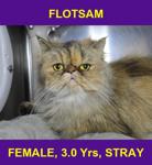 FLOTSAM