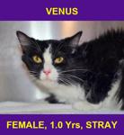 VENUS