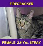 FIRECRACKER