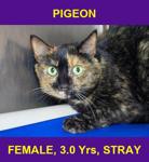 PIGEON