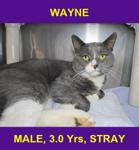 WAYNE