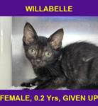 WILLABELLE