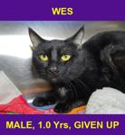 WES