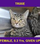TRIXIE