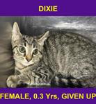 DIXIE