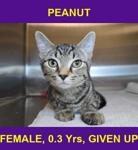PEANUT