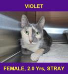 VIOLET