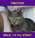 TIMOTHEE