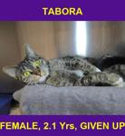 TABORA