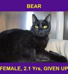 BEAR