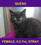 QUESO