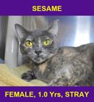 SESAME