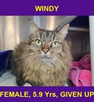 WINDY