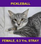 PICKLEBALL