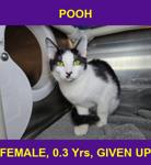 POOH