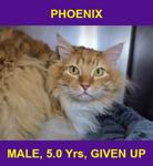 PHOENIX