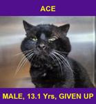 ACE