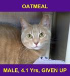 OATMEAL