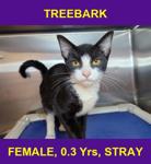 TREEBARK