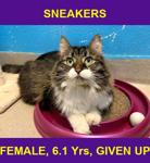 SNEAKERS