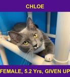 CHLOE
