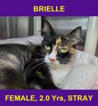 BRIELLE