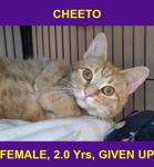 CHEETO