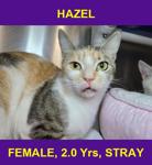 HAZEL