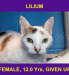 LILIUM
