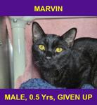 MARVIN