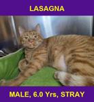 LASAGNA