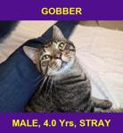 GOBBER