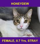 HONEYDEW