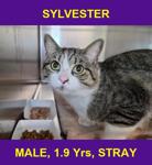 SYLVESTER