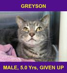 GREYSON