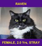 RAVEN