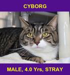 CYBORG