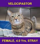 VELOCIPASTOR