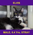 ELVIS