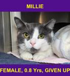 MILLIE