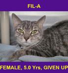 FIL-A